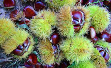 Kestane Nasıl Yetiştirilir