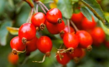 Kuşburnu Nasıl Yetiştirilir