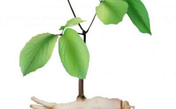 Kırmızı Ginseng Nasıl Yetiştirilir