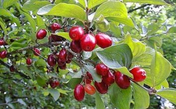 Kızılcık Nasıl Yetiştirilir