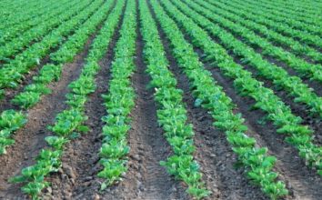 Lahana  Nasıl Yetiştirilir