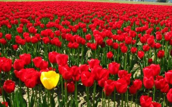 Lale  Nasıl Yetiştirilir