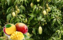 Mango  Nasıl Yetiştirilir