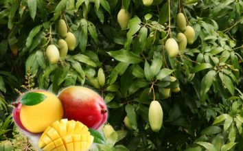 Mango  Nasıl Yetiştirilir