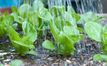Marul  Nasıl Yetiştirilir Marol  Nasıl Yetişir