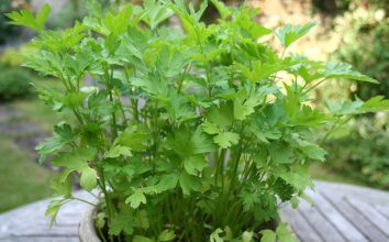 Maydanoz Nasıl Yetiştirilir