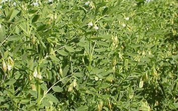 Mercimek Nasıl Yetiştirilir