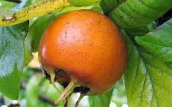 Muşmula  Nasıl Yetiştirilir