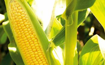 Mısır  Nasıl Yetiştirilir