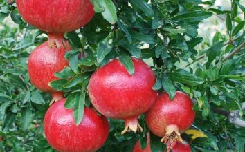 Nar Nasıl Yetiştirilir