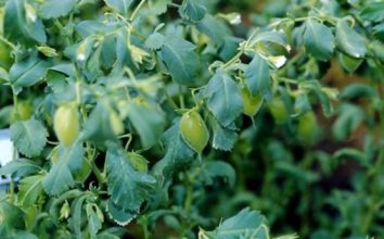 Nohut Nasıl Yetiştirilir