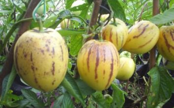Pepino Nasıl Yetiştirilir