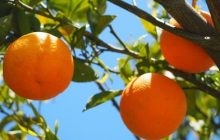 Portakal Nasıl Yetiştirilir