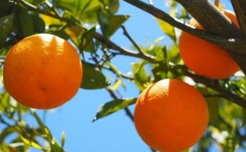 Portakal Nasıl Yetiştirilir