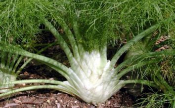 Rezene Nasıl Yetiştirilir