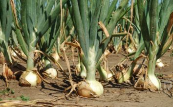 Soğan Nasıl Yetiştirilir