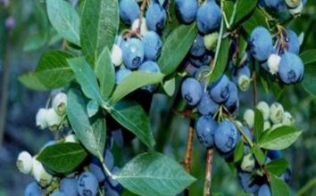 Yaban Mersini Nasıl Yetiştirilir