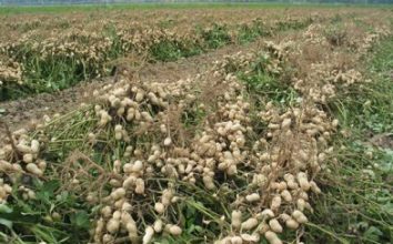 Yerfıstığı Nasıl Yetiştirilir