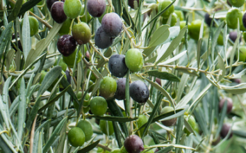 Zeytin Nasıl Yetiştirilir