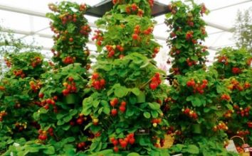 Çilek Nasıl Yetiştirilir