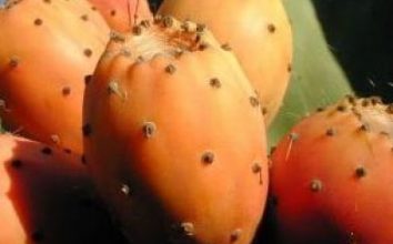 Dikenli İncir Nasıl Yetiştirilir