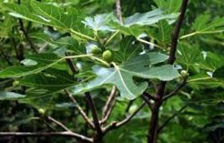 İncir (Ficus carica) incir aşısı hangi ayda ne zaman yapılır