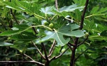 İncir (Ficus carica) incir aşısı hangi ayda ne zaman yapılır