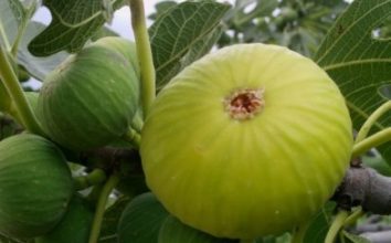 İncir Nasıl Yetiştirilir