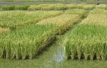 Pirinç Nasıl Yetiştirilir