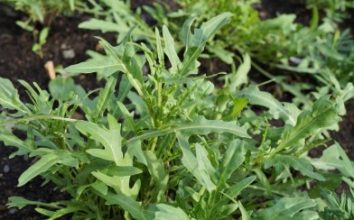 Roka Nasıl Yetiştirilir