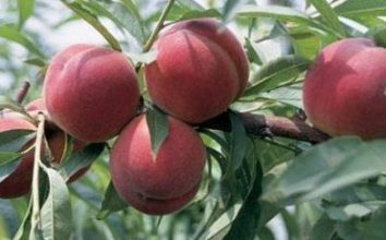 Şeftali Nasıl Yetiştirilir