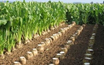 Şeker Pancarı Nasıl Yetiştirilir