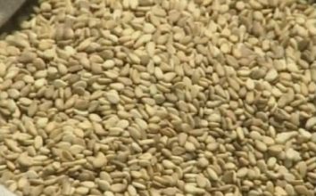 Susam Nasıl Yetiştirilir