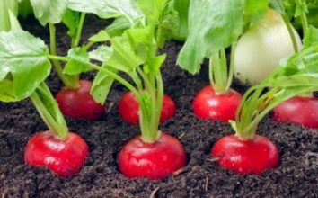 Turp Nasıl Yetiştirilir