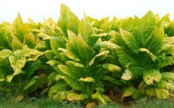 Tütün Nasıl Yetiştirilir