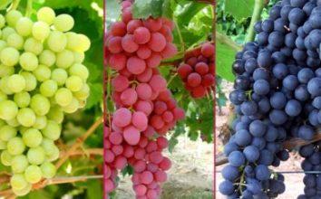 Üzüm Nasıl Yetiştirilir