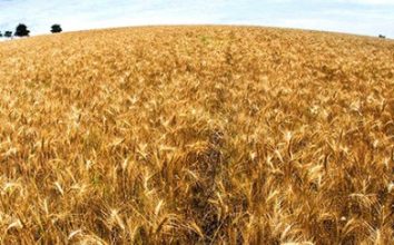 Yulaf Nasıl Yetiştirilir