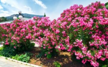 Zakkum Nasıl Yetiştirilir