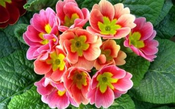 Çuha Çiçeği Nasıl Yetiştirilir