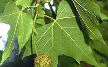 Çınar Ağacı Nasıl Yetiştirilir